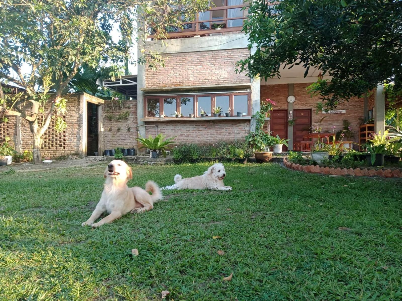 Bua 2*